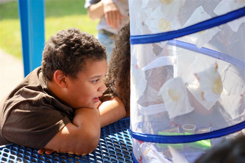 A boy looks at a butterfly cage